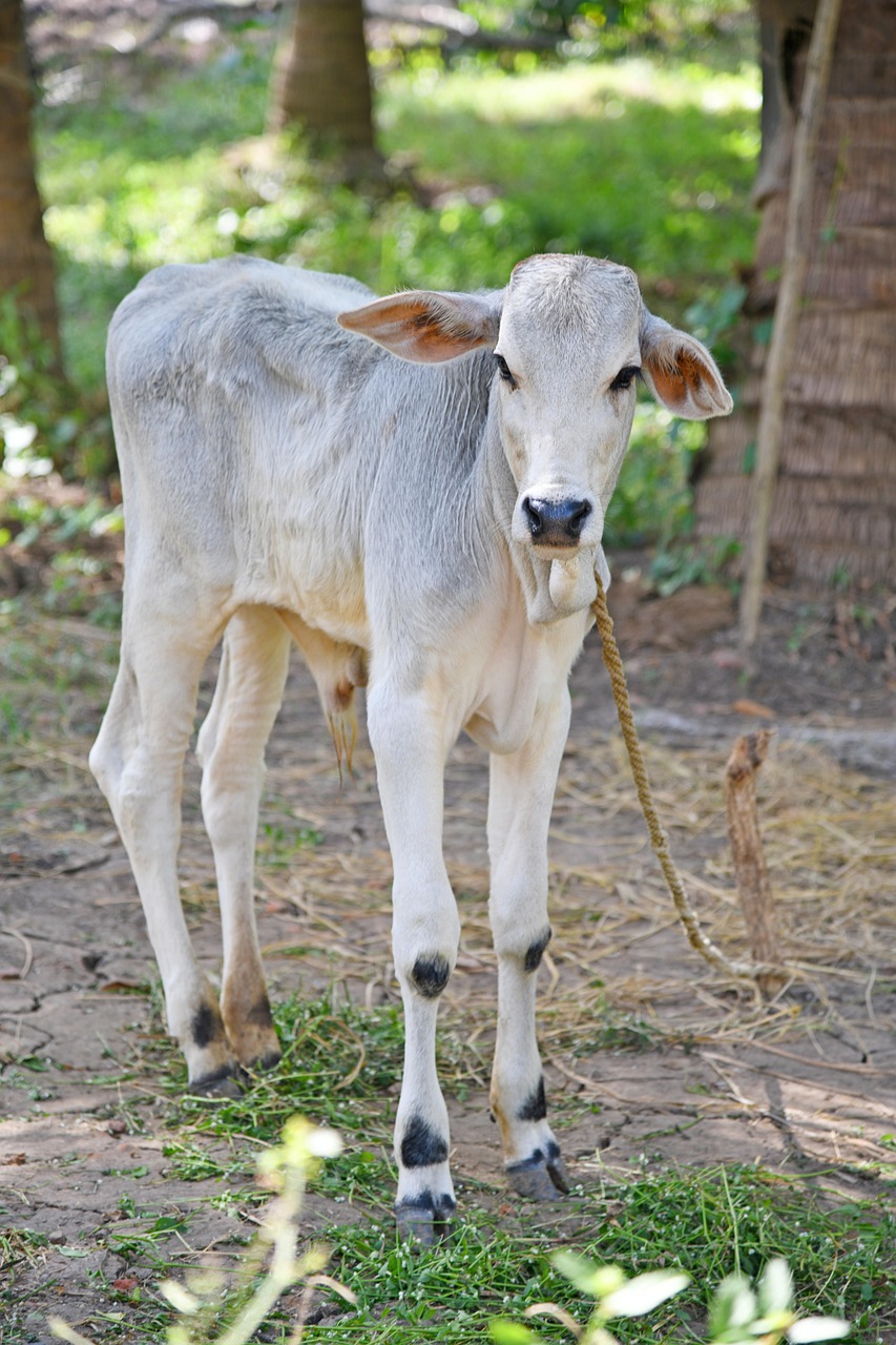 calf, farm, nature, animals, dairy